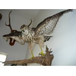 /album/fotogalerie/krahujec-jpg/
