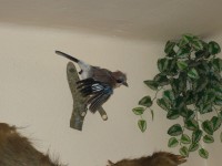 /album/fotogalerie/p1000575-jpg/